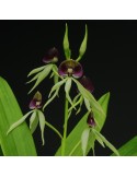 Prosthechea Green Hornet