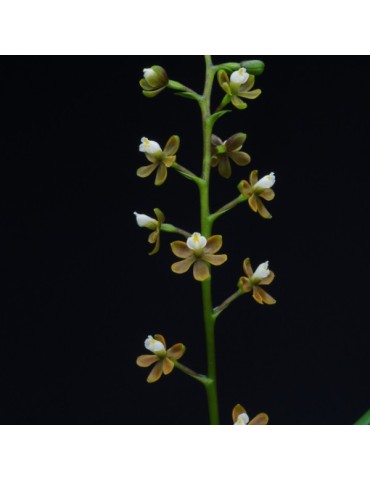 Prosthechea ochracea