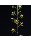 Prosthechea ochracea