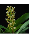 Prosthechea regentii