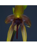 Bulbophyllum Wilbur Chang