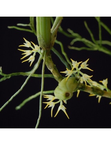 Bulbophyllum arrectum sur plaque