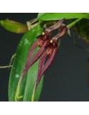 Bulbophyllum biflorum