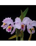 Cattleya mossiae