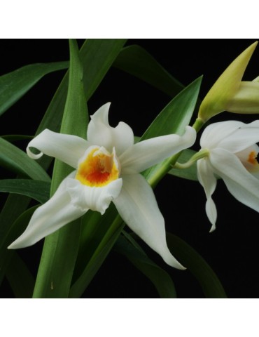 Coelogyne Memoria William Micholitz