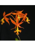 Epidendrum cinnabarinum