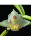 Eria rosea