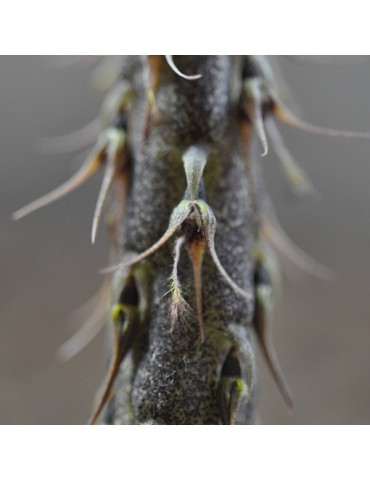 Bulbophyllum clipeibulbum