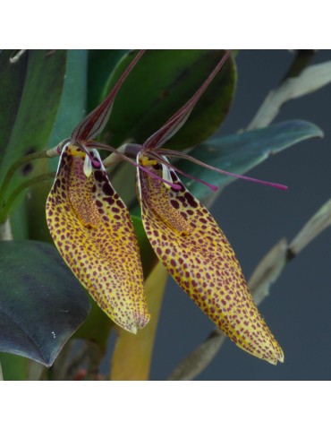 Restrepia guttulata 'Brun'