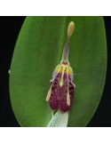 Restrepia muscifera