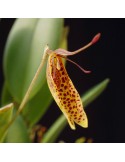 Restrepia citrina