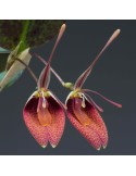 Restrepia sanguinea