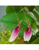 Restrepia seketii