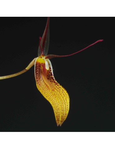 Restrepia trichoglossa 'Pointillé' en sphaigne