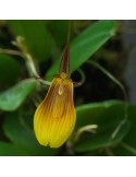 Restrepia wageneri