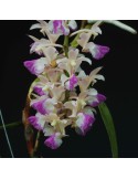 Aerides falcata