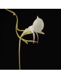 Angraecum scottianum