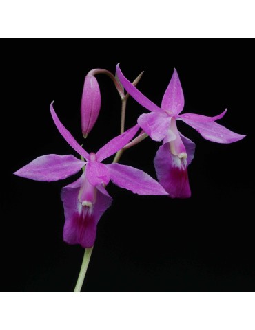 Barkeria scandens