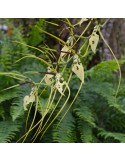 Brassia gireoudiana