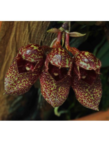 Bulbophyllum frostii sur plaque