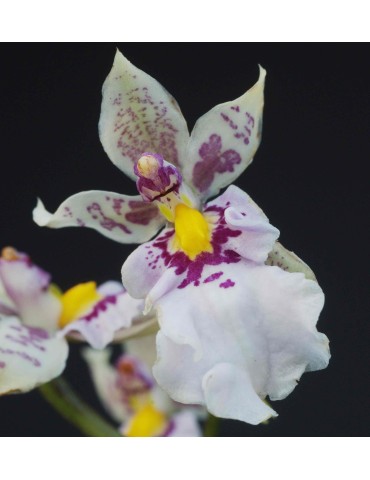 Caucaea phalaenopsis