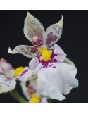 Caucaea phalaenopsis