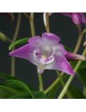 Dendrobium Gillian Leaney