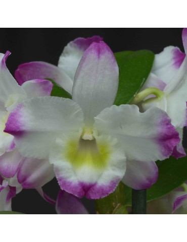 Dendrobium Spring Dream 'Kumiko'