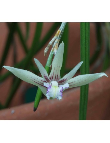 Dendrobium schoeninum