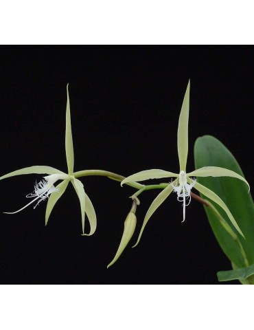 Epidendrum ciliare