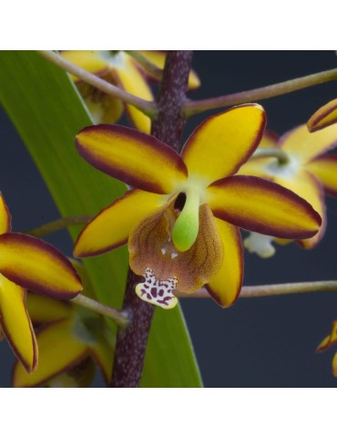 Eriopsis biloba