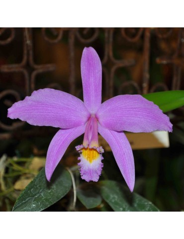 Laelia jongheana sur plaque