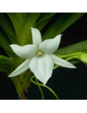 Angraecum sororium