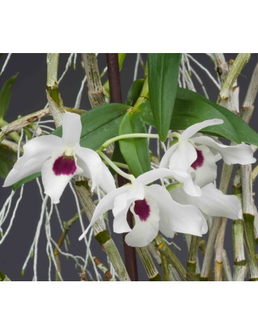 Dendrobium Cassiope sur plaque