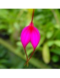 Masdevallia amabilis