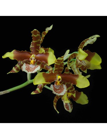 Rossioglossum Alexandra Regina