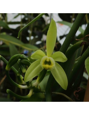 Vanilla planifolia