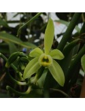 Vanda coerulescens