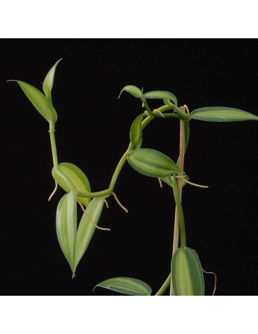 Vanilla planifolia 'variegata'