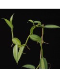 Vanilla planifolia 'variegata'