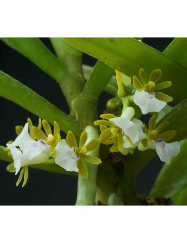 Trichoglottis triflora sur plaque