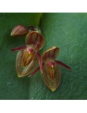 Pleurothallis matudana