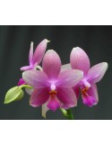 Phalaenopsis Sweet Memory 'Liodoro'