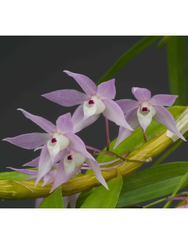 Dendrobium hercoglossum sur plaque