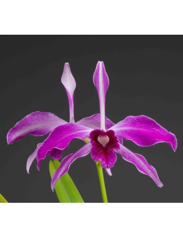 Laelia purpurata var. sanguinea