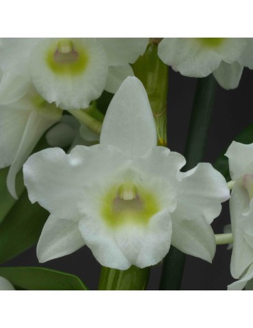 Dendrobium Spring Dream 'Apollon' sur plaque