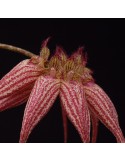Bulbophyllum Elisabeth Ann 'Buckleburry'