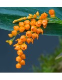 Pleurothallis truncata