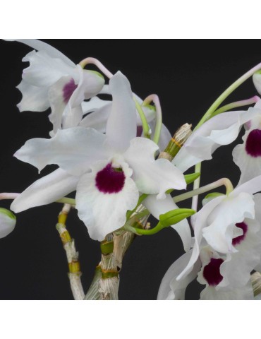 Dendrobium lituiflorum var. album sur plaque