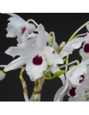 Dendrobium lituiflorum var. album